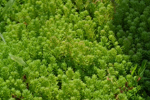 Házikert Virágágy Gyengéd Zöld Növény Szedum Stonecrop Vagyok Nyúl Káposzta — Stock Fotó