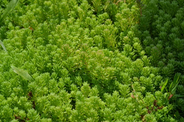 Jardín Macizo Flores Planta Verde Suave Sedum Stonecrop Col Liebre — Foto de Stock