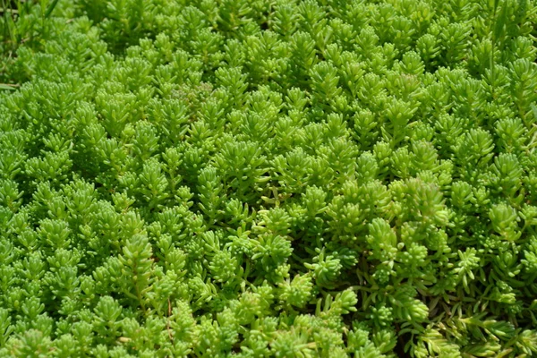 Tuin Bloembed Zachte Groene Plant Een Sedum Een Steenpuist Harige — Stockfoto