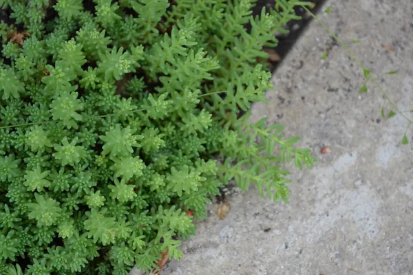 Home Garden Green Plant Sedum Stonecrop Hare Cabbage — Stock Photo, Image