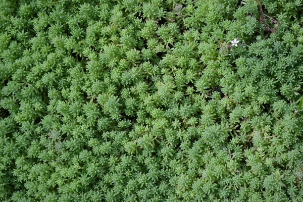 Domácí Zahrada Květinové Záhony Jemná Zelená Rostlina Sedum Stonecrop Hare — Stock fotografie