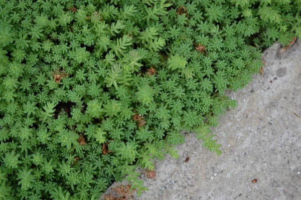 Det Sedum Stenekrop Hemträdgård Blomstersäng Mild Grön Växt Hare Kål — Stockfoto