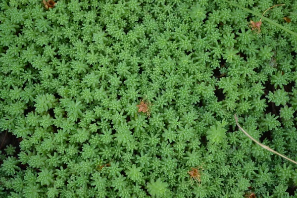Sedum Steinekrop Hausgarten Blumenbeet Sanfte Grüne Pflanze Hasenkohl Grünes Moos — Stockfoto