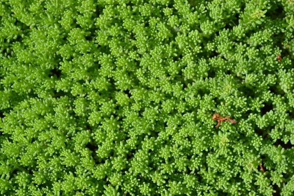 Sedum Taşrop Bahçesi Çiçek Tarlası Yumuşak Yeşil Bitki Tavşan Lahanası — Stok fotoğraf