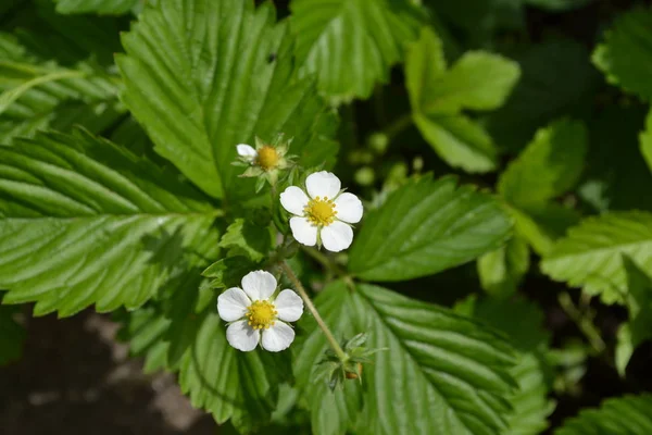 Ev bahçesi, çiçek tarlası. Faydalı bir yeşil bitki. Lezzetli ve sağlıklı. Çilek. Fragaria Vesca. Çilek çalıları. Kırmızı sulu meyveler. Çilek kokulu. İyileşiyor. Çiçek çileği.