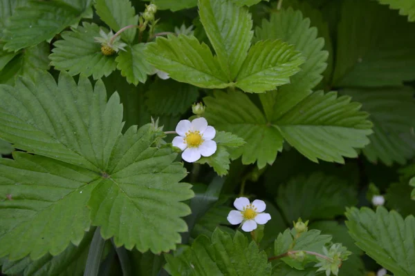 Çilek. Fragaria Vesca. Ev bahçesi, yatak. Yararlı. Çiçek çileği.