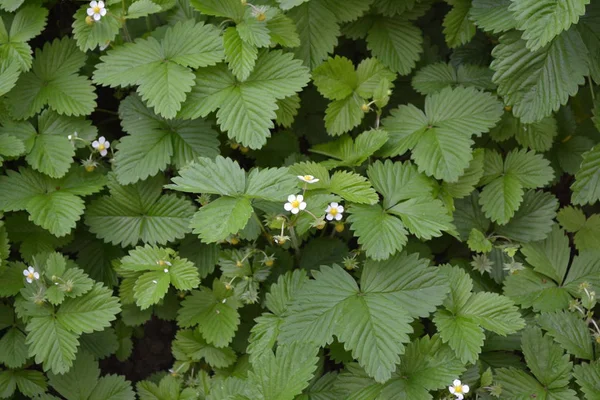 Çilek. Fragaria Vesca. Ev bahçesi, çiçek tarlası. Faydalı bir yeşil bitki. Lezzetli ve sağlıklı. Çilek çalıları. Çiçek çileği.