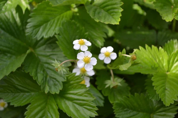 Çilek. Fragaria Vesca. Ev bahçesi, çiçek tarlası. Faydalı bir yeşil bitki. Lezzetli ve sağlıklı. Çilek çalıları. Kırmızı sulu meyveler. Çilek kokulu. Yeşil. Çiçek çileği.
