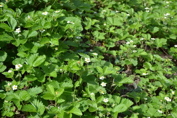 Çilek. Fragaria Vesca. Ev bahçesi, çiçek tarlası. Faydalı bir yeşil bitki. Lezzetli ve sağlıklı. Çilek çalıları. Kırmızı sulu meyveler. Çilek kokulu. İyileşiyor. Yeşil yapraklar. Çiçek çileği.