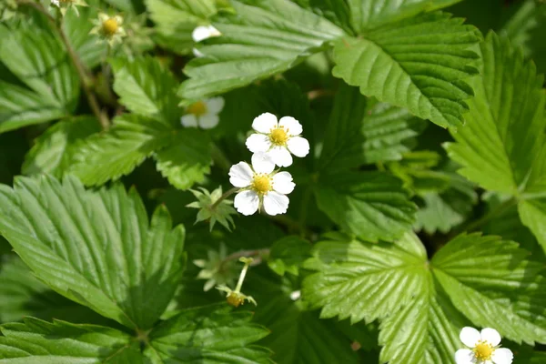 Ev bahçesi, çiçek tarlası. Faydalı bir yeşil bitki. Lezzetli ve sağlıklı. Çilek. Fragaria Vesca. Çilek çalıları. Kırmızı sulu meyveler. Çiçek çileği.