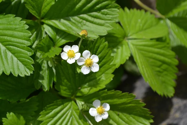 Ev bahçesi, çiçek tarlası. Faydalı bir yeşil bitki. Lezzetli ve sağlıklı. Çilek. Fragaria Vesca. Çilek çalıları. - Kırmızı. Çiçek çileği.