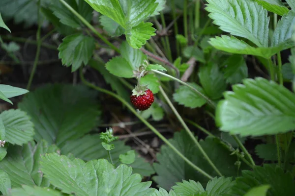 自宅の庭 有用な緑の植物 おいしさ 健康イチゴだフラグラリア ベスカイチゴの茂み 赤いジューシーな果実ベリーストロベリー — ストック写真