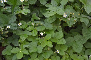 Çilek. Fragaria Vesca. Ev bahçesi, yatak. Çiçek çileği.