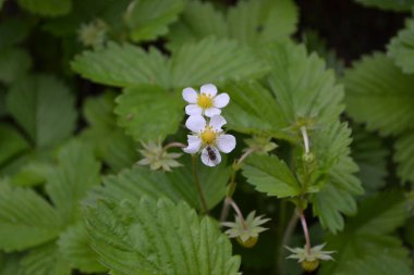 Çilek. Fragaria Vesca. Ev bahçesi, çiçek tarlası. Faydalı bir yeşil bitki. Lezzetli ve sağlıklı. Çilek çalıları. Kırmızı sulu meyveler. Çilek kokulu. Çiçek çileği.