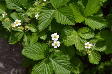 Ev bahçesi, yatak. Yararlı bir bitki. Fragaria Vesca. Çalılar. Çiçek çileği.
