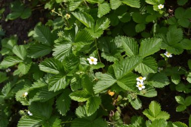 Ev bahçesi, çiçek tarlası. Faydalı bir yeşil bitki. Fragaria Vesca. Çalılar. Çiçek çileği.
