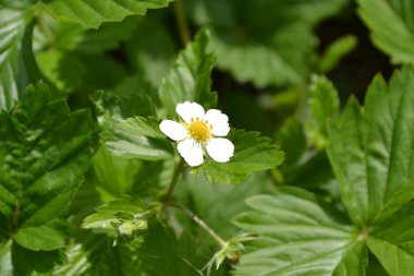 Ev bahçesi, çiçek tarlası. Faydalı bir yeşil bitki. Lezzetli ve sağlıklı. Çilek. Fragaria Vesca. Çilek çalıları. Çiçek çileği.