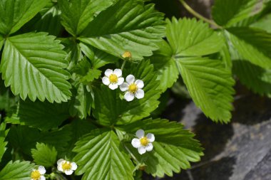 Ev bahçesi, çiçek tarlası. Faydalı bir yeşil bitki. Lezzetli ve sağlıklı. Çilek. Fragaria Vesca. Çilek çalıları. Kırmızı çilek. Çiçek çileği.