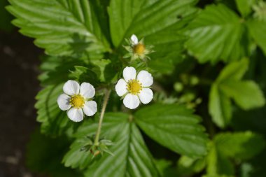Ev bahçesi, çiçek tarlası. Faydalı bir yeşil bitki. Lezzetli ve sağlıklı. Çilek. Fragaria Vesca. Çilek çalıları. Kırmızı sulu meyveler. Çilek kokulu. Çiçek çileği.