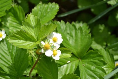 Ev bahçesi, çiçek tarlası. Faydalı bir yeşil bitki. Lezzetli ve sağlıklı. Çilek. Fragaria Vesca. Çilek çalıları. Kırmızı sulu meyveler. Çilek kokulu. Böğürtlen. Yeşil. Çiçek çileği.
