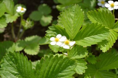 Ev bahçesi, çiçek tarlası. Faydalı bir yeşil bitki. Lezzetli ve sağlıklı. Çilek. Fragaria Vesca. Çalılar. Çiçek çileği.