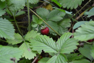 Ev bahçesi, çiçek tarlası. Faydalı bir yeşil bitki. Lezzetli ve sağlıklı. Çilek. Fragaria Vesca. Çilek çalıları. Kırmızı sulu meyveler. Çok güzel kokuyor. Çilek.