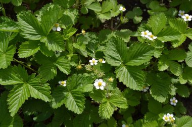 Ev bahçesi, çiçek tarlası. Faydalı bir yeşil bitki. Lezzetli. Fragaria Vesca. Çalılar. Çiçek çileği.