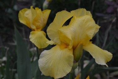 Ev bahçesi, çiçek tarlası. İris. Iris ailesinin daimi ribozomatöz bitkisi (Iridaceae). Güzel yaz çiçeği. Güneşli bir yaz günü. Lüks sarı çiçek.