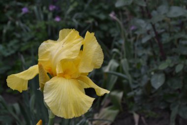 Ev bahçesi, çiçek tarlası. İris. Iris ailesinin daimi ribozomatöz bitkisi (Iridaceae). Lüks sarı çiçek.