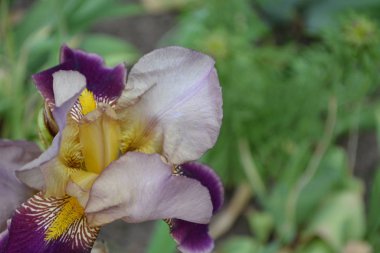 İris. Iris ailesinin daimi ribozomatöz bitkisi (Iridaceae). Güzel çiçek. Lüks mor çiçek.