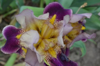 İris. Iris ailesinin daimi ribozomatöz bitkisi (Iridaceae). Çok güzel. Lüks mor çiçek.