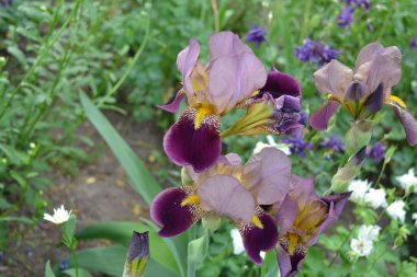 İris. Iris ailesinin daimi ribozomatöz bitkisi (Iridaceae). Ev bahçesi, çiçek tarlası. Güzel yaz çiçeği. Güneşli. Yeşil yapraklar. Lüks mor çiçek.