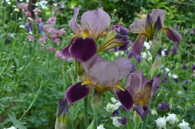 İris. Iris ailesinin daimi ribozomatöz bitkisi (Iridaceae). Ev bahçesi, çiçek tarlası. Çok güzel. Yeşil yapraklar. Lüks mor çiçek.