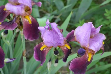 Ev bahçesi, çiçek tarlası. İris. Iris ailesinin daimi ribozomatöz bitkisi (Iridaceae). Güzel yaz çiçeği. Güneşli bir yaz günü. Yeşil yapraklar. Lüks mor çiçek.