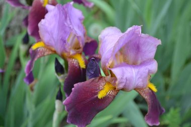 Ev bahçesi, çiçek tarlası. İris. Iris ailesinin daimi ribozomatöz bitkisi (Iridaceae). Güzel yaz çiçeği. Güneşli bir yaz günü. Yeşil yapraklar