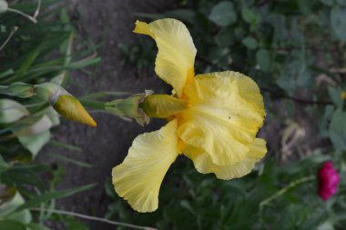 Ev bahçesi, çiçek tarlası. İris. Iris ailesinin daimi ribozomatöz bitkisi (Iridaceae). Güzel yaz çiçeği. Güneşli. Lüks sarı çiçek.