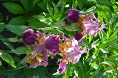 Ev bahçesi, çiçek tarlası. Lüks mor çiçek. İris. Iris ailesinin daimi ribozomatöz bitkisi (Iridaceae). Güzel yaz çiçeği. Güneşli
