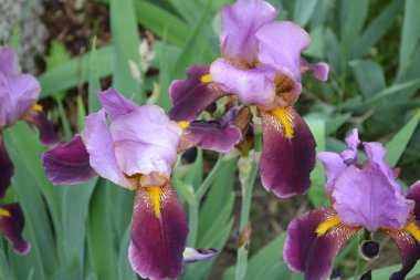 Ev bahçesi. İris. Iris ailesinin daimi rhizomatöz bitkisi (Iridaceae)
