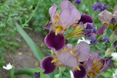 İris. Iris ailesinin daimi ribozomatöz bitkisi (Iridaceae). Ev bahçesi, çiçek tarlası. Güzel yaz çiçeği. Yeşil yapraklar. Lüks mor çiçek.