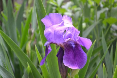 İris. Iris ailesinin daimi ribozomatöz bitkisi (Iridaceae). Ev bahçesi, mor çiçek