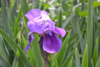 İris. Iris ailesinin daimi ribozomatöz bitkisi (Iridaceae). Ev bahçesi. Lüks mor çiçek.