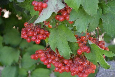 Kırmızı çilek. Ev bahçesi, çiçek tarlası. Viburnum, odunsu çiçekli Adoxaceae cinsi. Faydalı ağaç bitkisi. Tıbbî