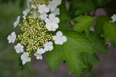 Viburnum, odunsu çiçekli Adoxaceae cinsi. Faydalı ağaç bitkisi. Tıbbî meyveler. Ev bahçesi, çiçek yatağı, böğürtlen. Beyaz çiçekler