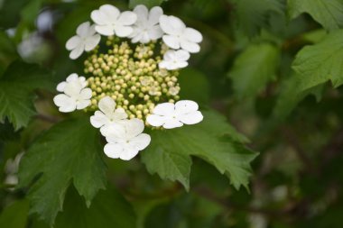 Viburnum, odunsu çiçekli Adoxaceae cinsi. Faydalı ağaç bitkisi. Tıbbî meyveler. Ev bahçesi, çiçek tarlası. Kırmızı çilek. Çay, şurup. Beyaz çiçekler