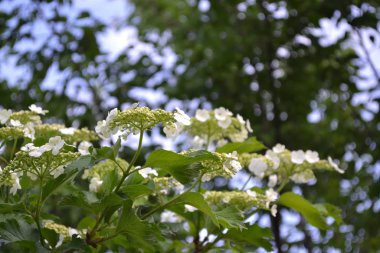 Ev bahçesi, çiçek tarlası. Viburnum, odunsu çiçekli Adoxaceae cinsi. Faydalı ağaç bitkisi. Tıbbi meyveler, böğürtlenler. Beyaz çiçekler