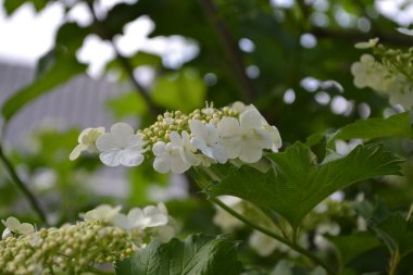 Viburnum, odunsu çiçekli Adoxaceae cinsi. Beyaz çiçekler