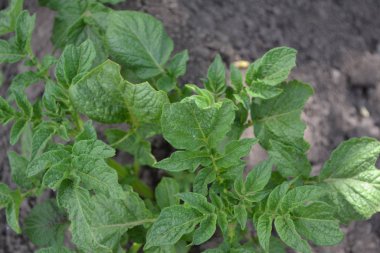 Colorado böcekleri, Leptinotarsa decemlineata. Güneşli. Bahçede patates var. Solanum tüberozum