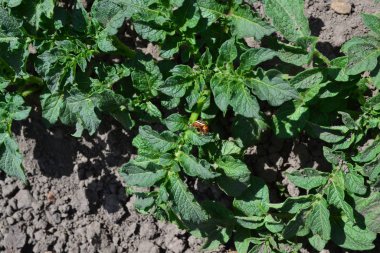 Tarla, çiftlik, köy, ekilmiş bitkiler. Doğal ev yapımı ürünler. Patates. Uzun ömürlü tüberküloz bitki türü. Solanum tüberozum. Colorado böcekleri, Leptinotarsa decemlineata