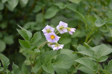 Tarla, çiftlik, köy, ekilmiş bitkiler. Patates. Solanum cinsinin daimi tüberküloz bitkilerinin bir türüdür. Solanum tüberozum. Colorado böcekleri, Leptinotarsa decemlineata. Beyaz çiçekler patates.