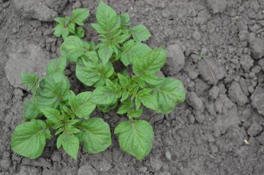 Tarla, çiftlik, köy, ekilmiş bitkiler. Lezzetli ve sağlıklı. Patates. Solanum tüberozum. Colorado böcekleri, Leptinotarsa decemlineata